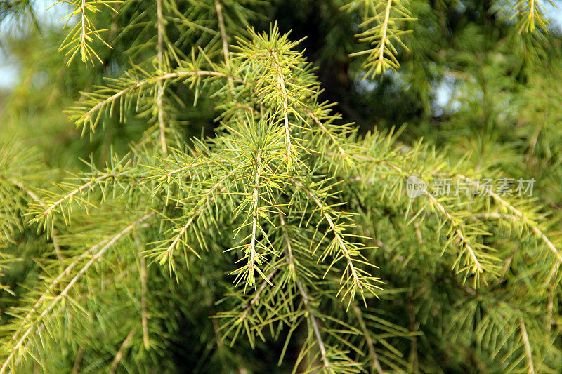 公园里的雪松(Deodar cedar，喜马拉雅- zeder)